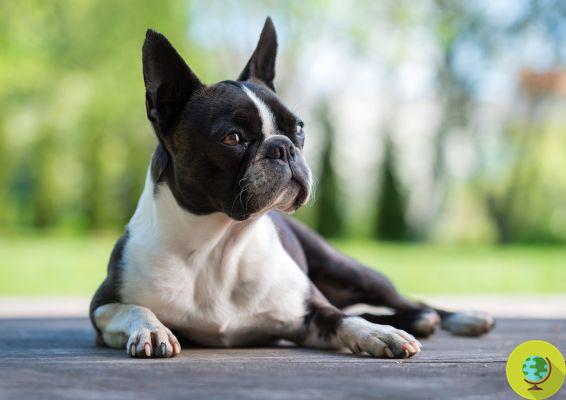 Brachycephalic dogs: what are they? The list of the most common breeds NOT to buy