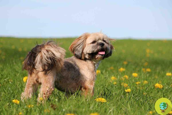 Brachycephalic dogs: what are they? The list of the most common breeds NOT to buy