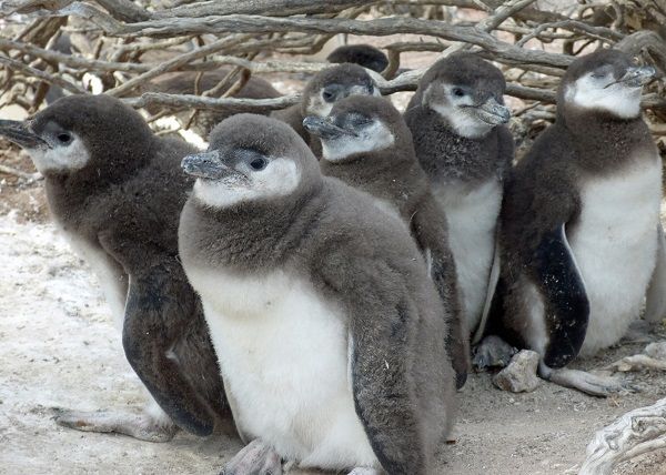 El cambio climático está matando a los pingüinos bebés