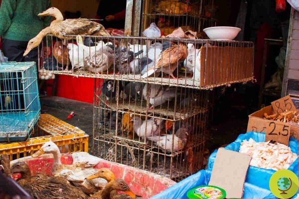 En China, un caso de un hombre infectado con H5N6 aviar reabre la cuestión de los mercados vivos (nunca resuelto)
