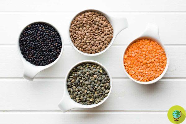 Lentils, not all are the same! Varieties and characteristics of the most nutritious legume based on color