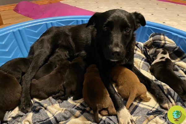 La madre perra que, tras perder a todos los cachorros recién nacidos, adopta una camada de huérfanos