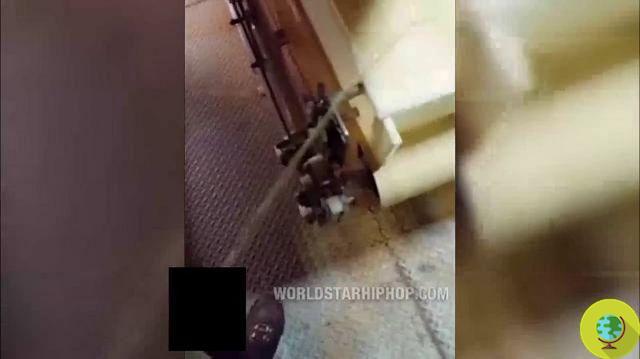 Tremblement de terre de Kellogg : un employé fait pipi sur des tapis de céréales (VIDEO)