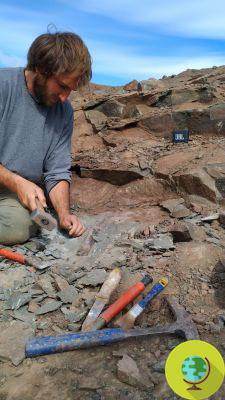Maior Megaraptor já descoberto: 10 metros de comprimento e mais ágil que o T-Rex
