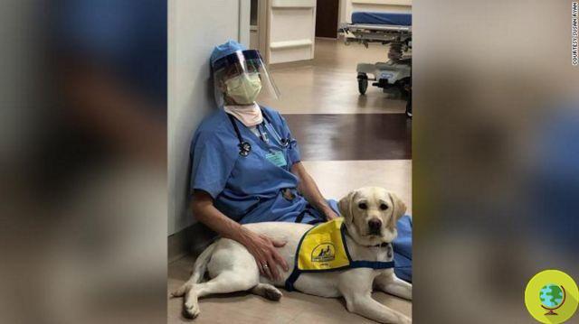 Cão de terapia de animais de estimação dá conforto a médicos e enfermeiros na linha da frente da emergência Covid-19
