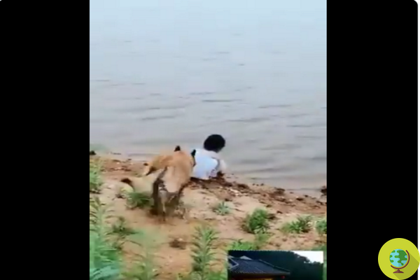 A bola cai na água e o pastor alemão a recupera, salvando a garotinha