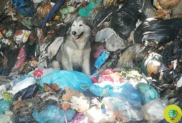 Correu o risco de ser picado, eles salvam um cachorro parecido com Husky que acabou no lixo orgânico do aterro de Livorno