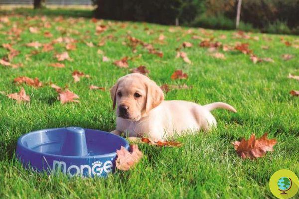 10 things to know before welcoming a puppy into your home
