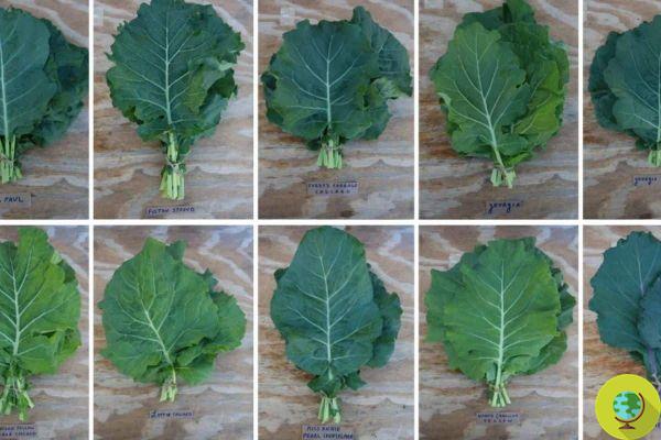 Cabbage, the rediscovery of rare and ancient seeds not to forget the slavery of African Americans