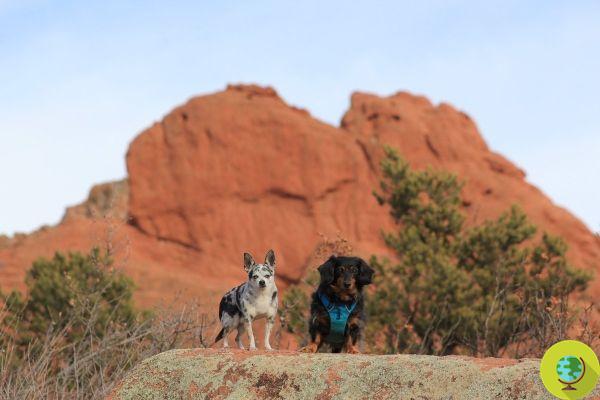 O dachshund salva seu amigo, um pequeno cão mestiço com Chihuahua, de ser atacado por um puma