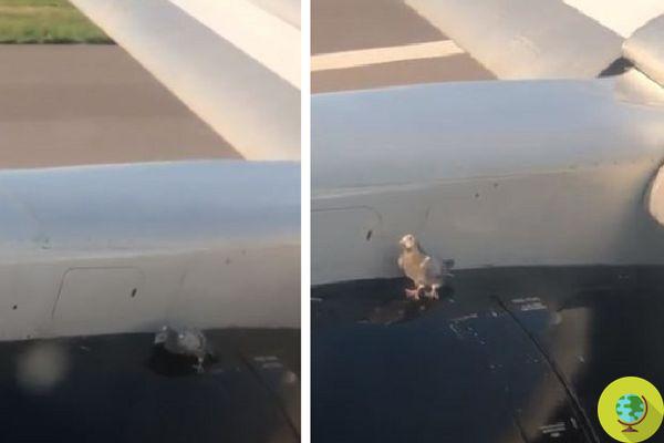 Passengers astonished after a pigeon clung to the engine of a plane during take off
