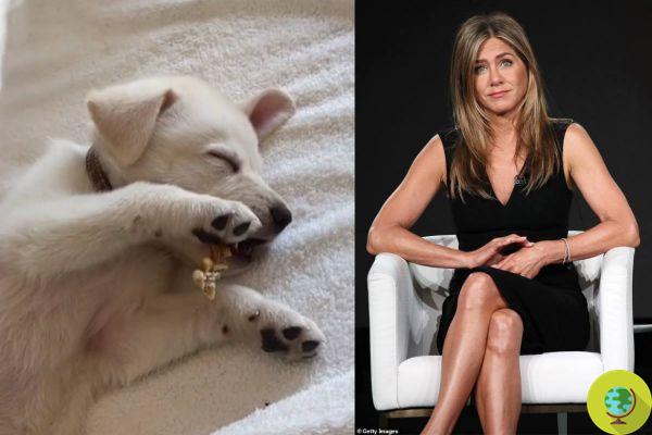 Jennifer Aniston compartilha vídeo mais doce com seu adorável cachorrinho, que ela resgatou e adotou