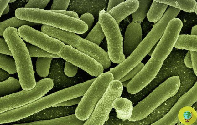Killer Bacterium: Here's What Makes Escherichia Coli So Terrible