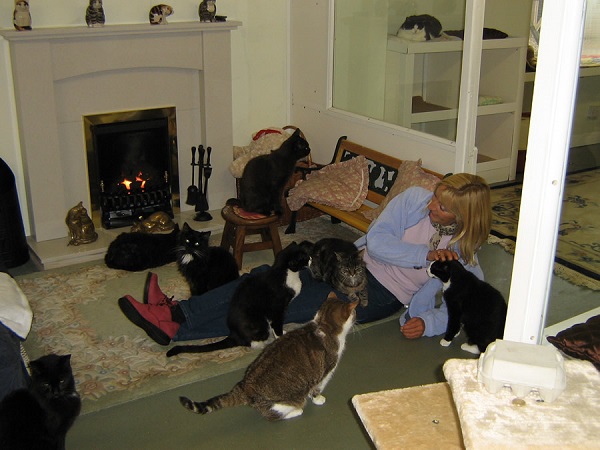 La maison de repos pour chats âgés abandonnés (PHOTO)