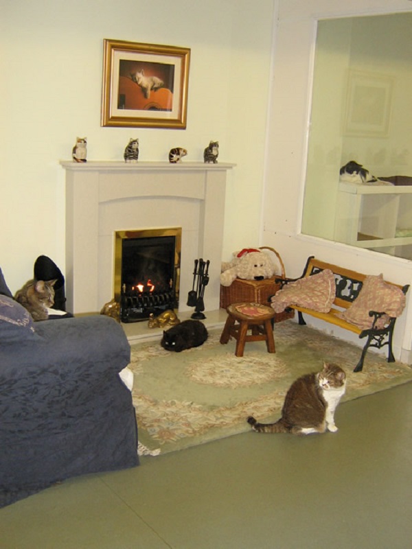 La casa de descanso para gatos ancianos abandonados (FOTO)