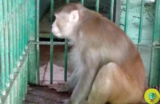 Kalua, the sad story of the monkey first made alcoholic and then 'sentenced to life imprisonment' in the zoo for being aggressive