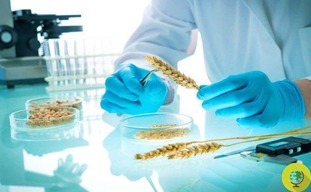 New GMOs, towards deregulation: the European Commission gives in to the pressure of the biotech lobbies