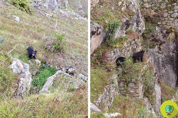 [VIDEO] Machu Picchu reduce turistas, madre osa y su cachorro lo aprovechan (y no es la primera vez)