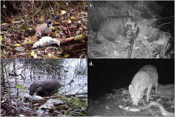 Nature returns to populate Chernobyl: after the wolves you can also spot eagles, minks and otters
