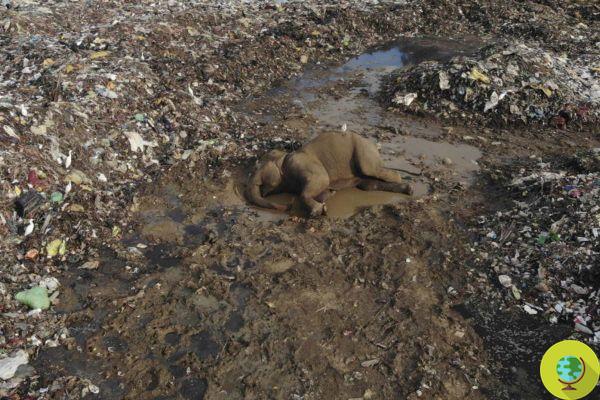 Abattage d'éléphants au Sri Lanka, ils mangent des déchets plastiques
