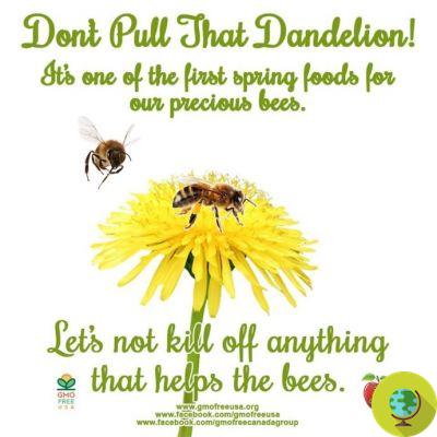 Don't kill dandelios, save the bees! But do bees really need dandelions?