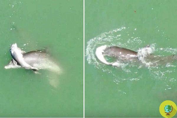 Mamá delfín intenta mantener a flote a su bebé muerto para que pueda nadar de nuevo