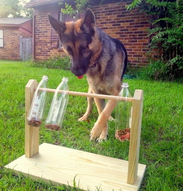 How to build a toy for dogs with plastic bottles (PHOTO and VIDEO)