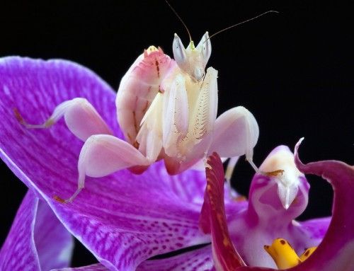 The orchid mantis: resembles a flower to capture prey