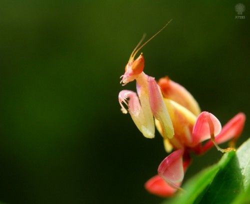La mantis orquídea: se asemeja a una flor para capturar presas