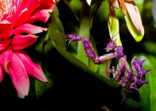 O louva-a-deus orquídea: assemelha-se a uma flor para capturar presas