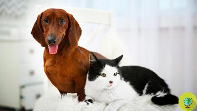 Ano Novo 2014: 12 dicas para proteger cães e gatos de barris