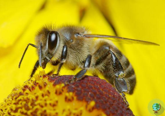 Bees die-off: neonicotinoid pesticides are to blame, Harvard confirms