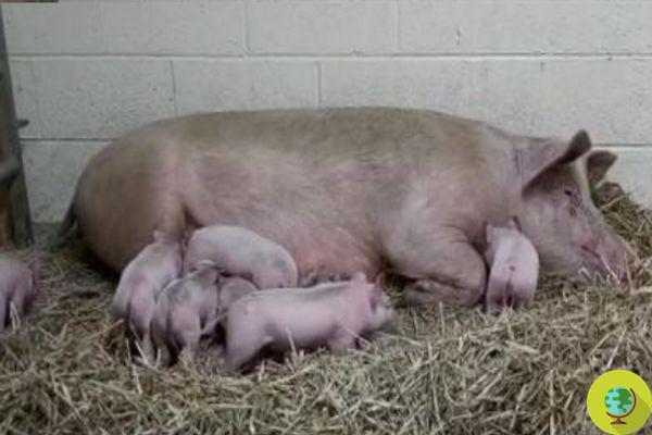Porca escapou da fazenda para dar à luz seus filhotes na natureza consegue salvá-los do abate para sempre