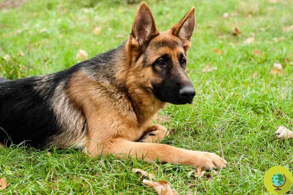 The 10 most vulnerable dog breeds that require the most veterinary care of all