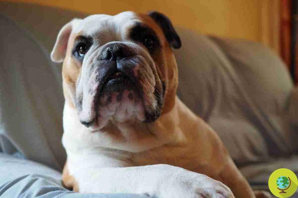 Las 10 razas de perros más vulnerables y que requieren más atención veterinaria de todas