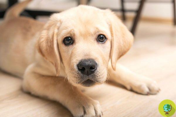 Les 10 races de chiens les plus vulnérables qui nécessitent le plus de soins vétérinaires