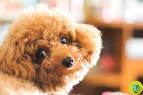 Les 10 races de chiens les plus vulnérables qui nécessitent le plus de soins vétérinaires