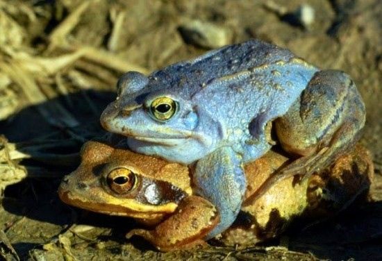 The frog that turns blue to attract the female (PHOTO AND VIDEO)