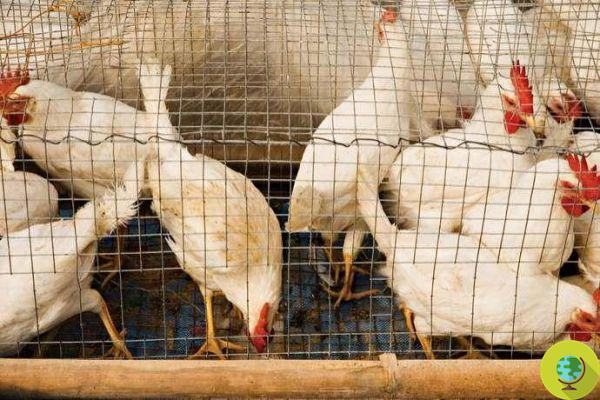 Sacrificio masivo de 18 gallinas ponedoras: salmonella en ganadería intensiva