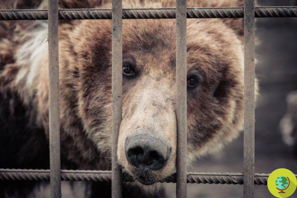 Resolución de choque en Trentino: quieren matar osos considerados 