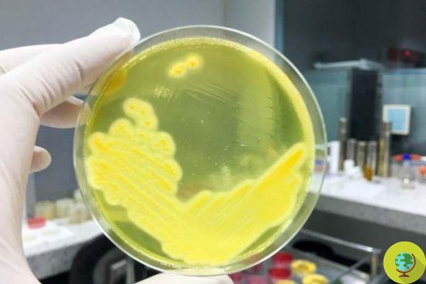 Here is the probiotic that can kill antibiotic-resistant bacteria