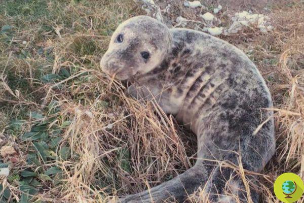 The young seal rescued by a runner on a coastal path in Brittany