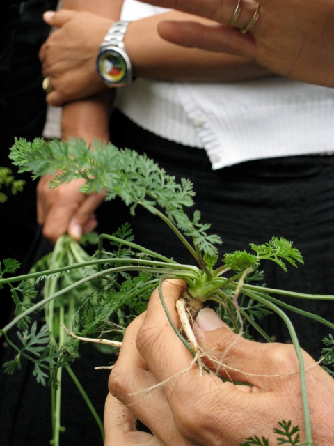 Malezas comestibles: 10 hierbas silvestres para recolectar y comer