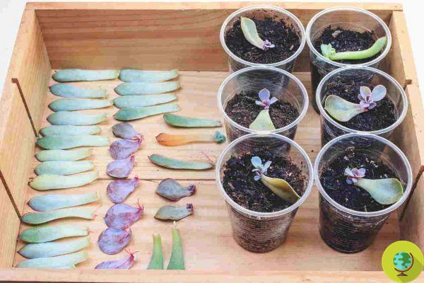 Multiplying succulents has never been easier: techniques for perfect cuttings