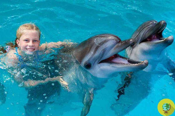 Baignade avec les dauphins interdite ! Trop de stress pour les animaux, la décision du Tar