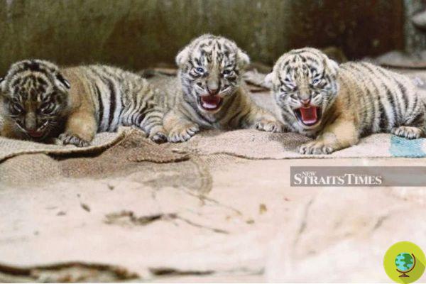 Un bébé tigre mort s'est noyé dans le zoo malaisien où des animaux se noient (mystérieusement)