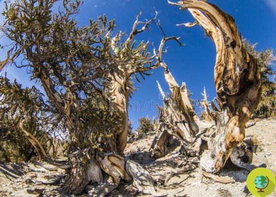 Pinheiros 'Bristlecone': as árvores mais antigas do mundo
