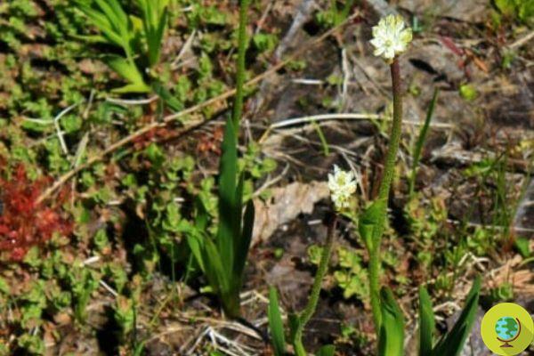 Nueva planta carnívora descubierta en América del Norte: es capaz de distinguir insectos polinizadores de sus presas