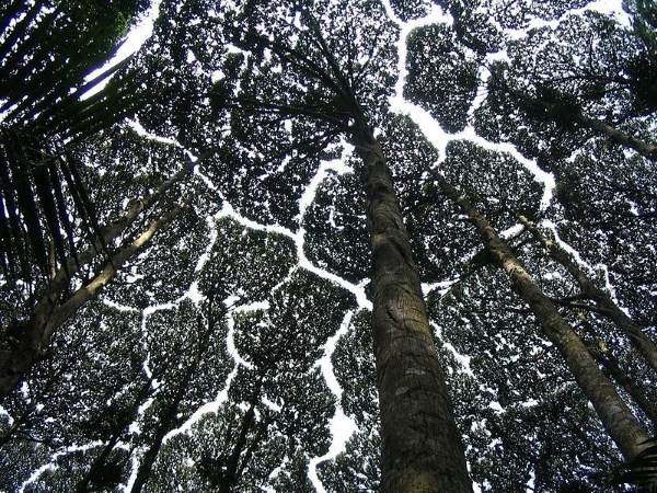 Bordado de coroas de árvores na Malásia: as imagens espetaculares