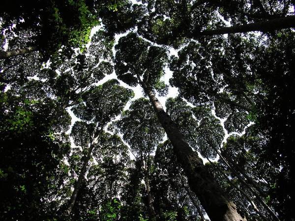 Embroidery of tree crowns in Malaysia: the spectacular images
